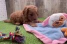 Meet Alf - our Mini Goldendoodle Puppy Video