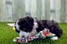 Mini Aussiedoodle Puppy for Adoption
