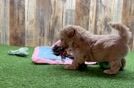 Meet Zoe - our Maltipoo Puppy Video