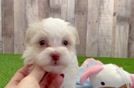 Havanese Pup Being Cute