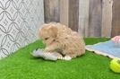 Maltipoo Puppy for Adoption