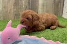Cavapoo Puppy for Adoption