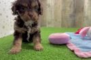 Energetic Cavoodle Poodle Mix Puppy