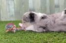 Meet Waikiki - our Aussiechon Puppy Video