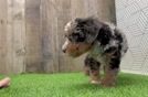 Meet Benny - our Mini Bernedoodle Puppy Video