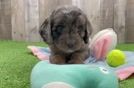 Funny Cavapoo Poodle Mix Pup