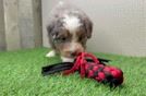 Mini Bernedoodle Pup Being Cute