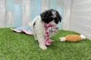 Energetic Havadoodle Poodle Mix Puppy