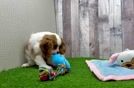 Cute Cavalier Purebred Puppy