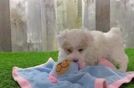 Best Maltipoo Baby