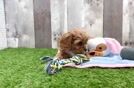 Fluffy Cavapoo Poodle Mix Pup