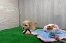 Meet Peyton - our Maltipoo Puppy Video