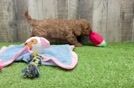 Small Mini Goldendoodle Baby