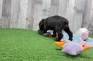 Meet Libby - our Cocker Spaniel Puppy Video