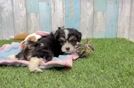 Best Cavachon Baby