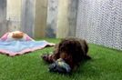Meet Bravo - our Cockapoo Puppy Video