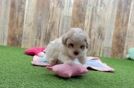 Maltipoo Puppy for Adoption