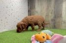 Popular Mini Goldendoodle Poodle Mix Pup