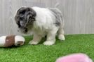 Shih Poo Puppy for Adoption