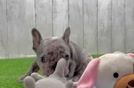 Energetic Frenchie Purebred Puppy