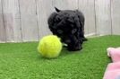 Fluffy Cavapoo Poodle Mix Pup