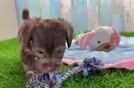 Yorkie Poo Pup Being Cute
