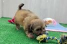 Petite Shih Poo Poodle Mix Pup