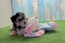 Yorkie Poo Puppy for Adoption
