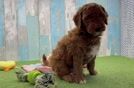 Smart Mini Goldendoodle Poodle Mix Pup