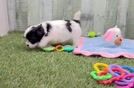 Meet Gideon - our Teddy Bear Puppy Video