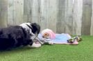 Aussiechon Puppy for Adoption