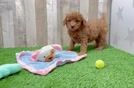 Mini Goldendoodle Pup Being Cute