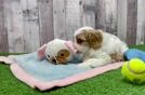 Cavachon Puppy for Adoption
