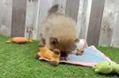 Pomeranian Pup Being Cute