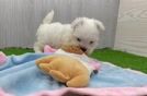 Maltipoo Puppy for Adoption