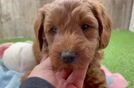 Mini Goldendoodle Pup Being Cute