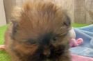 Shih Pom Puppy for Adoption