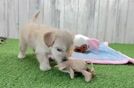 Happy Maltipoo Baby