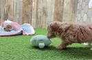 Smart Maltipoo Poodle Mix Pup