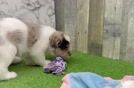 Meet Darling - our Mini Labradoodle Puppy Video