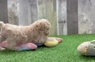 Energetic Moodle Poodle Mix Puppy