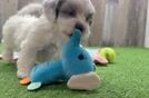 Shih Poo Puppy for Adoption