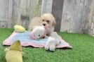 Maltipoo Pup Being Cute