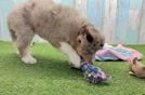 Cute Husky Poodle Poodle Mix Puppy