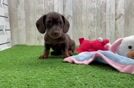 Best Dachshund Baby