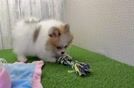 Meet Fluffy - our Pomeranian Puppy Video