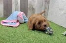Petite Cavapoo Poodle Mix Pup
