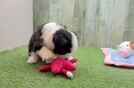 Best Aussiechon Baby
