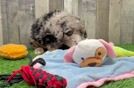 Friendly Mini Sheepadoodle Baby