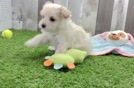 Sweet Maltipoo Baby